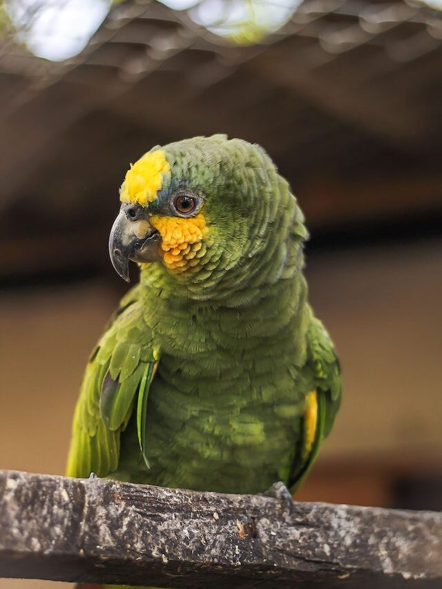 The Top 8 Varieties of Brilliant Parrots