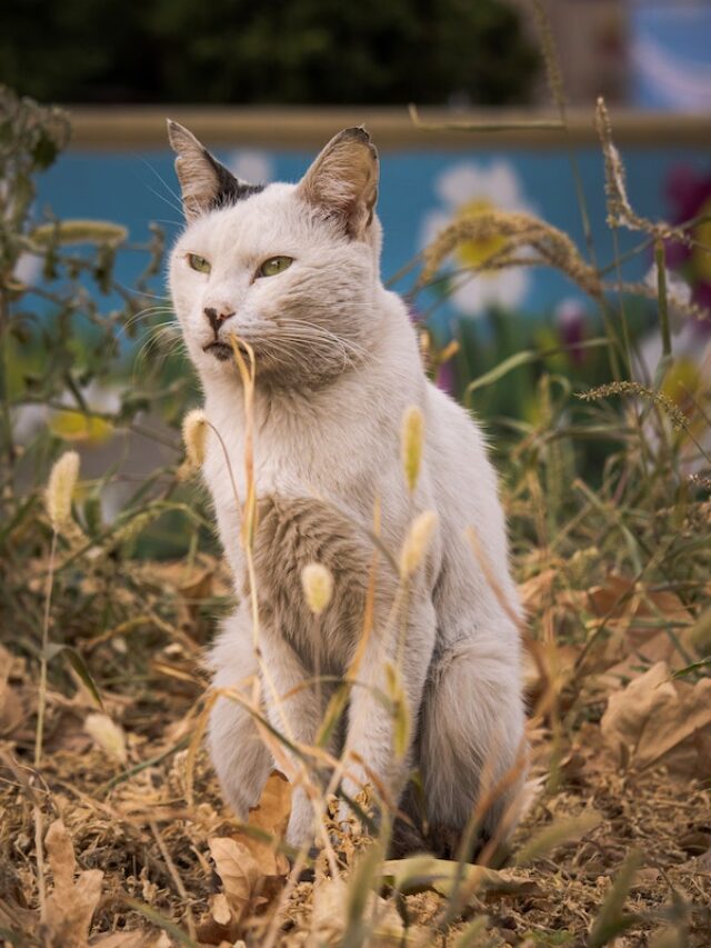 9 Longest-Living Cat Breeds